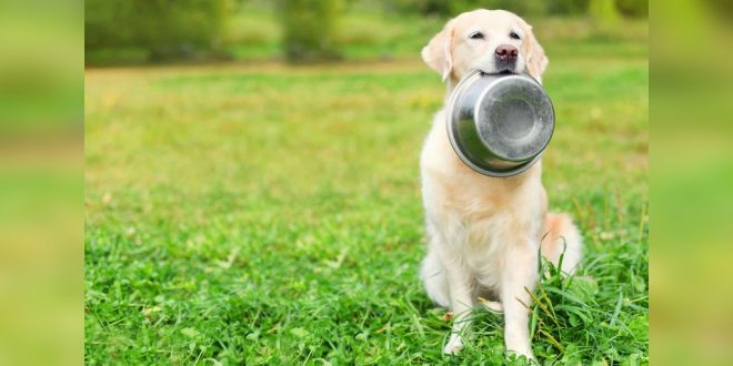 best dry food for dogs
