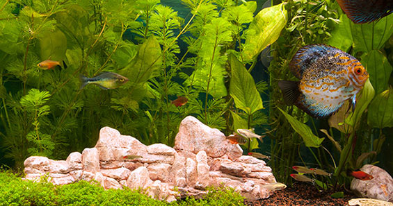 aquarium plants